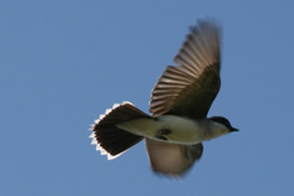 kingbird in flight